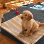Teresa Welch Psychologist - photo of Gabby at six weeks old